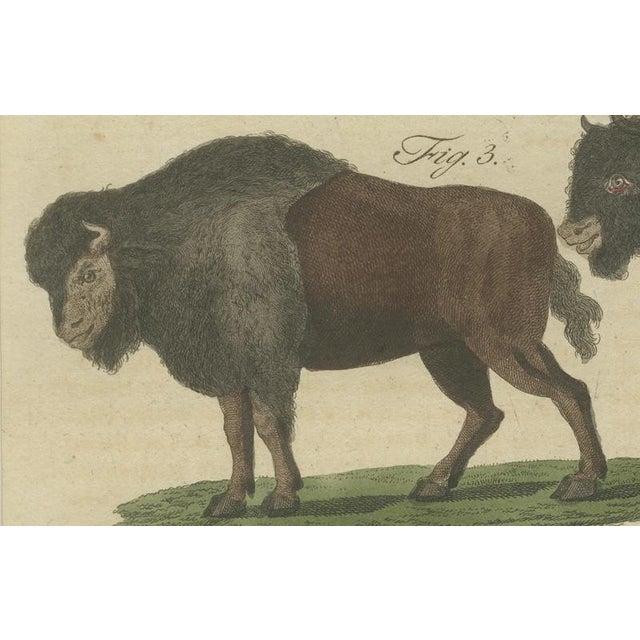 Antique Indian Cattle, Buffalo & Musk Ox Engraving from Bertuch, 1796 For Sale - Image 4 of 10