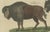 Antique Indian Cattle, Buffalo & Musk Ox Engraving from Bertuch, 1796 For Sale - Image 4 of 10