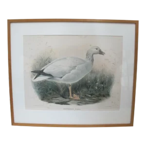 Daniel Giraud Elliot Hand Tinted 1869 Whitneys Ross Snow Goose Framed Lithograph
