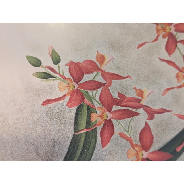 Pieter De Pannemaeker Antique 1890 Botanical Lithograph of Cochlioda Miniata Orchid For Sale - Image 4 of 6