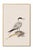 A refined coastal tern study rendered in soft neutral tones with delicate watercolor layering and subtle gold accents. The...