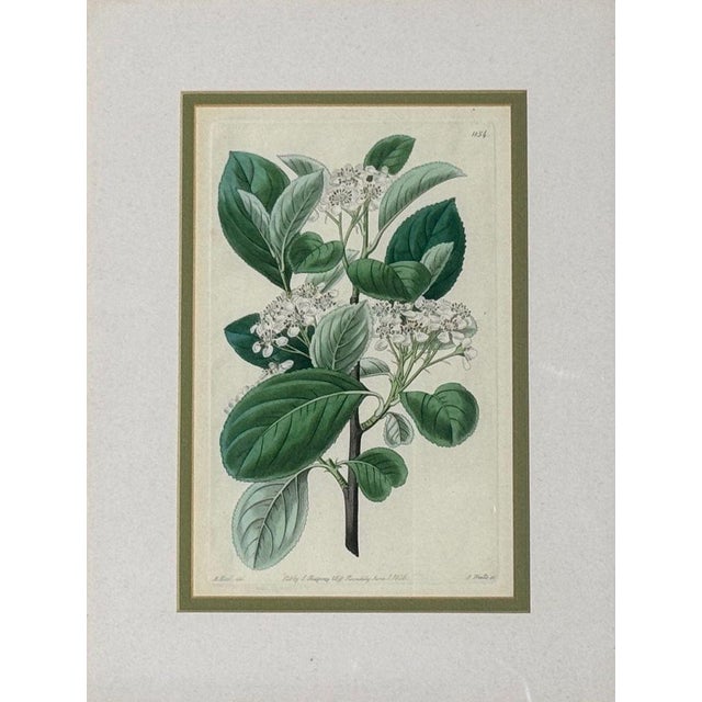 Traditional Wall Decor, Framed Floral Botanicals, Giltwood Frame, 19th C. For Sale - Image 4 of 14