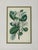 Traditional Wall Decor, Framed Floral Botanicals, Giltwood Frame, 19th C. For Sale - Image 4 of 14