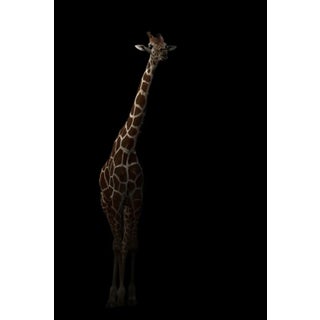Anankkml, Giraffe Hiding in the Dark, Photograph For Sale