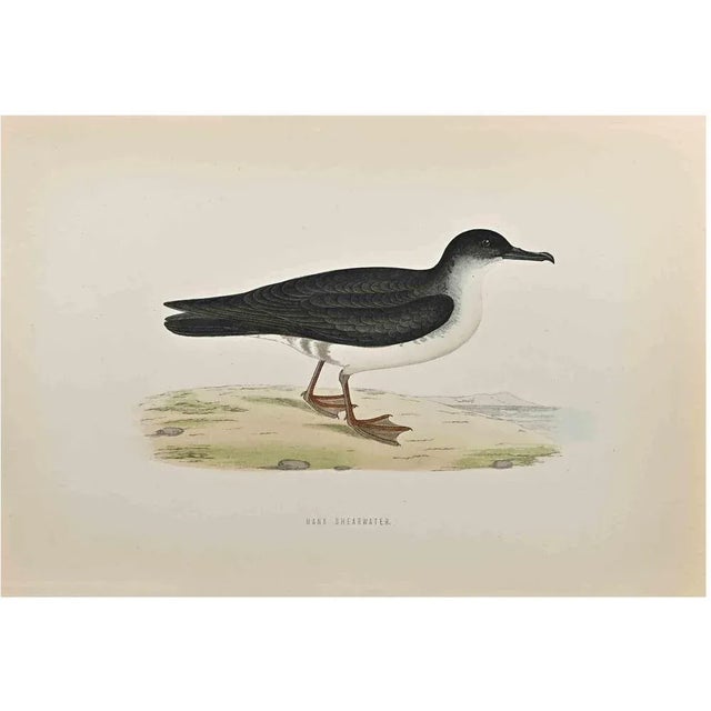 Manx Shearwater is a modern artwork realized in 1870 by the British artist Alexander Francis Lydon (1836-1917). Woodcut...