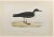 Manx Shearwater is a modern artwork realized in 1870 by the British artist Alexander Francis Lydon (1836-1917). Woodcut...
