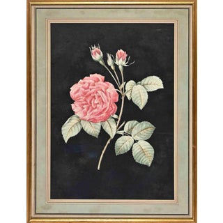 François Langlois, Roses, Original Etching, 19th Century, Framed For Sale