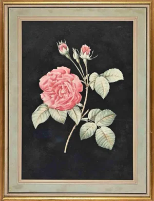 François Langlois, Roses, Original Etching, 19th Century, Framed