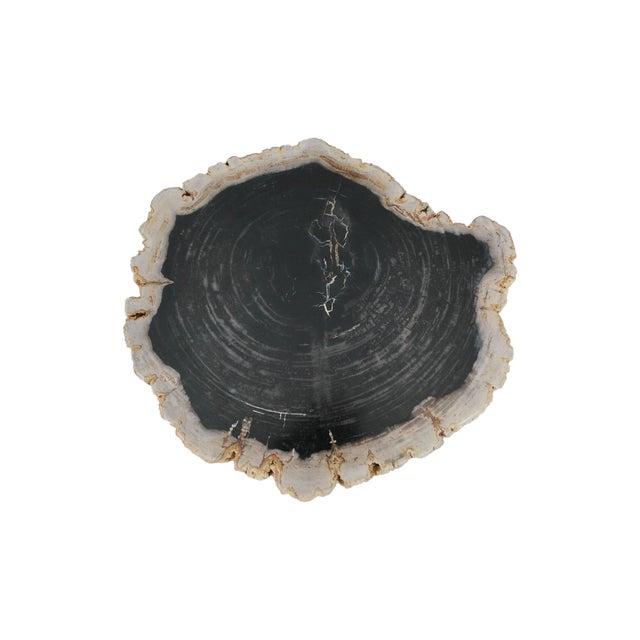 This distinctive side table is carved from a solid piece of petrified wood, sourced from the volcanic landscapes of...