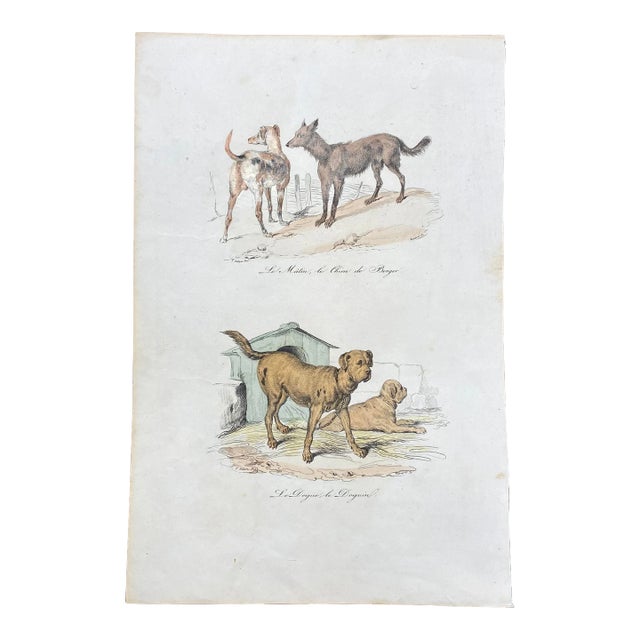 French Antique 18th Century "Le Chion De Berger" Dog Engraving Hand Colored Signed Artwork For Sale