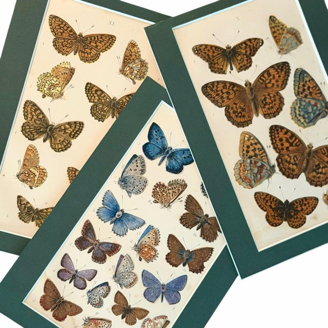 Victorian Antique Butterfly Print Gallery Wall Set in Walnut Frames - 9-Piece For Sale - Image 3 of 10