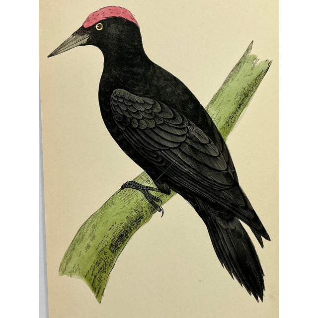 Illustration Antique Hand Tinted Bird Print From England Featuring a Majestic Black Woodpecker - Circa 1880 For Sale - Image 3 of 12