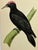 Illustration Antique Hand Tinted Bird Print From England Featuring a Majestic Black Woodpecker - Circa 1880 For Sale - Image 3 of 12