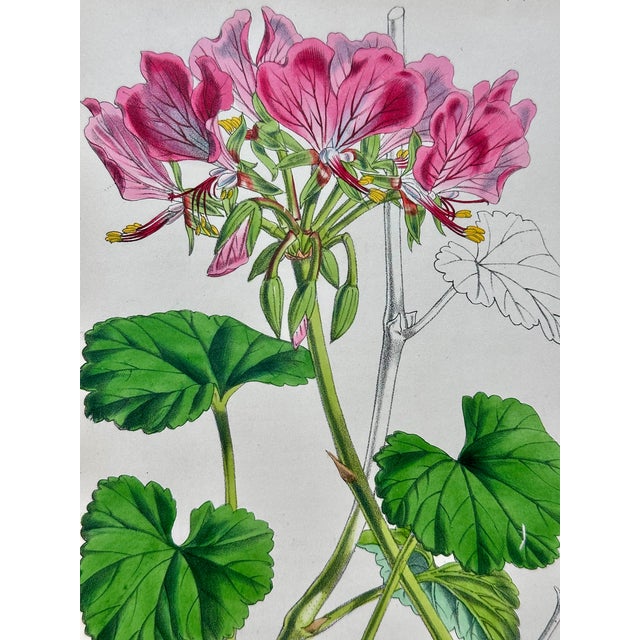 Orchid, Geranium, Weigela & Galipea: Original Botanical Engravings by William Curtis, 1856 (Set of 4) For Sale - Image 6 of 9