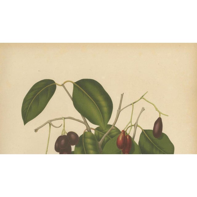 Sheep van Nooten, Java Plum Botanical, 1880, Chromolithograph For Sale - Image 4 of 9