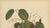 Sheep van Nooten, Java Plum Botanical, 1880, Chromolithograph For Sale - Image 4 of 9