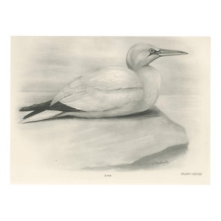 After Lilian Medland, Gannet, 1909, Print For Sale