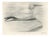 After Lilian Medland, Gannet, 1909, Print For Sale