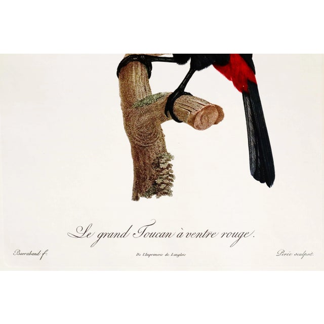 1960s French Bird Print, Jacques Barraband, Grand Toucan Ventre Rouge (Large Toucan, Red Chest) For Sale - Image 4 of 5
