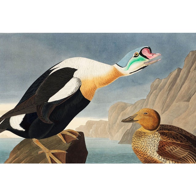 Not Yet Made - Made To Order King Duck, Vintage Art Print Reproduction From Birds of America by John James Audubon, 30" X 20" For Sale - Image 5 of 9