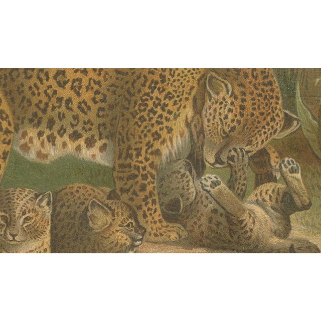 Leopards, After Wilhelm Kuhnert, 1894, Paper For Sale - Image 6 of 10