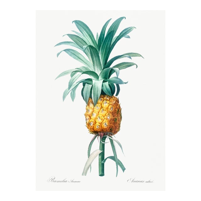 Vintage Pineapple Illustration, Botanical Art Print Reproduction, 16" X 24" For Sale