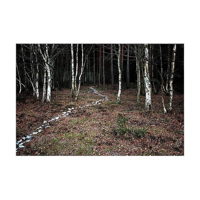 Come With Me 6, Nature Photography, Ellie Davies, 2011 For Sale