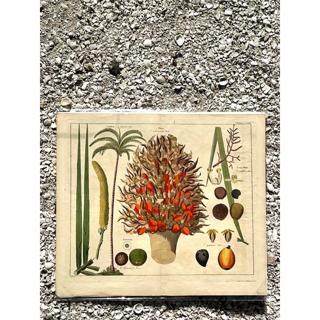 Traditional Vintage Boho Botanical Engraving For Sale - Image 3 of 11