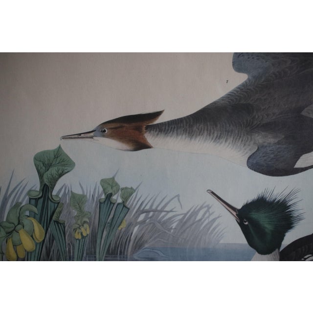 Mid-Century Lithograph of Audubon's "Red Breasted Merganser," in Dark Wood Frame For Sale - Image 16 of 17