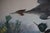 Mid-Century Lithograph of Audubon's "Red Breasted Merganser," in Dark Wood Frame For Sale - Image 16 of 17