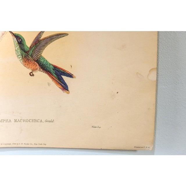 Printmaking Materials Set of 4 1946 John Gould Hummingbird Lithograph | Vintage Bird Print | i.b. Fischer Co. | 16 X 20 | Botanical Wall Art For Sale - Image 7 of 17
