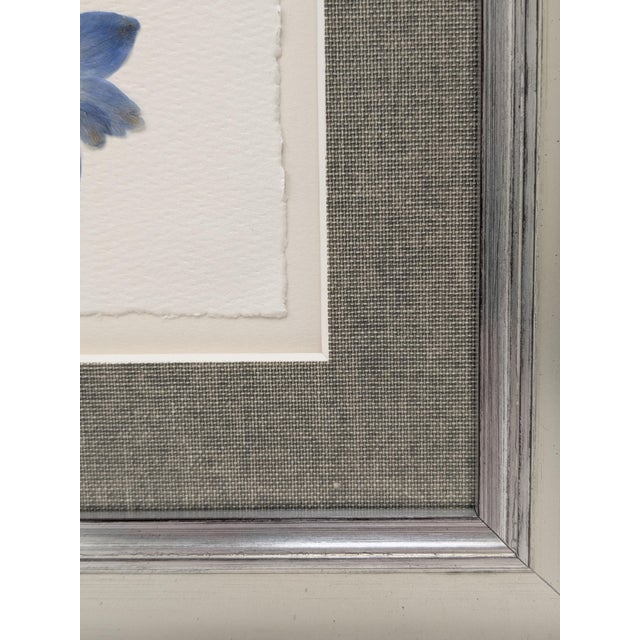 Framed Pair of Pressed Blue Delphinium Flowers For Sale - Image 9 of 9