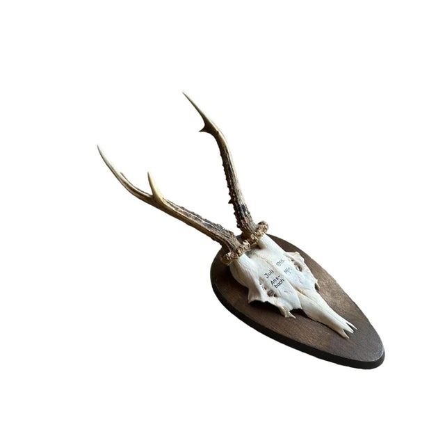 1950s Roe Deer Trophy on Wood Plaque, Black Forest For Sale - Image 4 of 5
