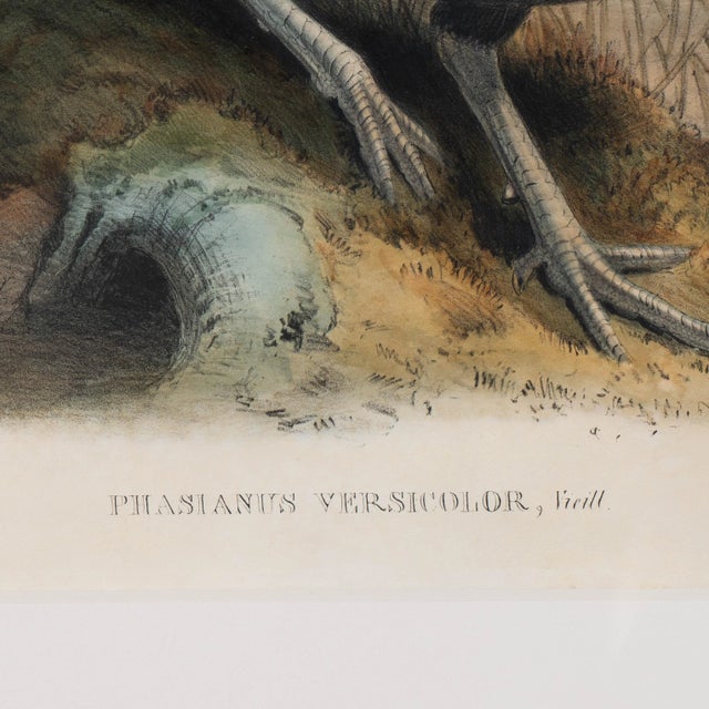 Mid 19th Century "Phasianus Versicolor, Vieill" Bird Engraving by John Gould, Framed For Sale - Image 4 of 6