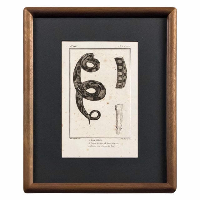 Illustration Early 19th Century Cabinet of Curiosities, Set of 9 | Buffon Natural History Engravings of Spiders, Insects & Reptiles For Sale - Image 3 of 11