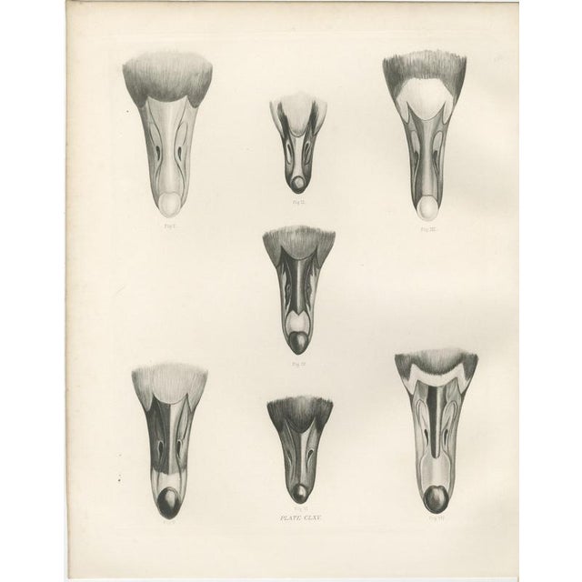 After Lilian Medland, Heads of the Wild Geese, 1909, Print For Sale - Image 3 of 12