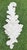 A substantial architectural wall planter featuring a classic acanthus leaf design with a distressed ivory finish and hand-...
