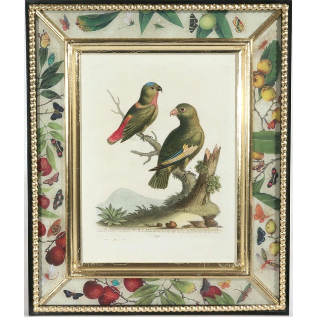 !8th-Century Engraved Prints of Exotic Birds by George Edwards With Decoupage Frames (12) For Sale - Image 9 of 14