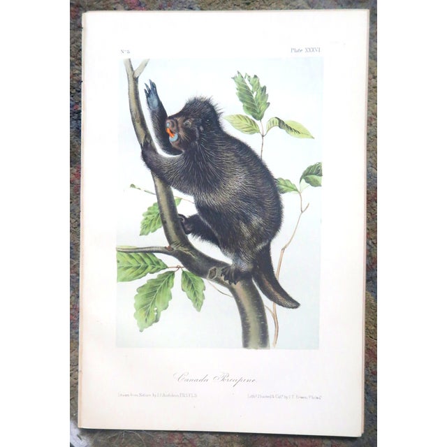 John James Audubon - Octavo Lithograph From Audubon's the Quadrupeds of North America - Circa 1849 and 1854 - Set of 22 For Sale - Image 9 of 18