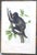 John James Audubon - Octavo Lithograph From Audubon's the Quadrupeds of North America - Circa 1849 and 1854 - Set of 22 For Sale - Image 9 of 18