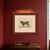 Paper Borie, Salers Bull, French Cattle Breed, 1863, Chromolithograph For Sale - Image 7 of 9