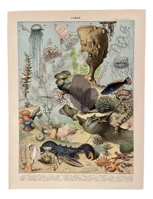 Adolphe Millot, Ocean Surface, 1900, Lithographic Engraving