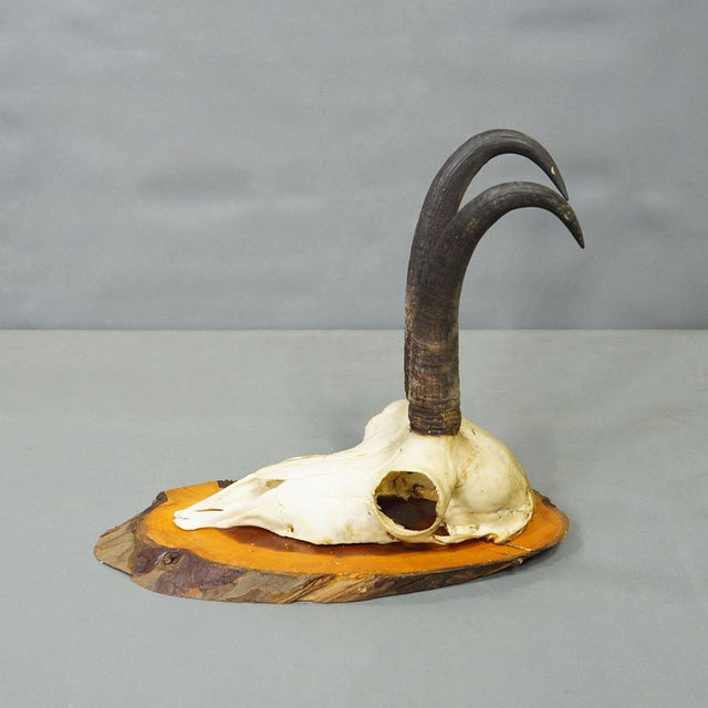 Rustic European Set of Six Chamois Trophies on Birch Slices Germany Ca. 1960s For Sale - Image 3 of 7