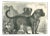 Paul Gervais, The Dogs, 1854, Lithograph For Sale