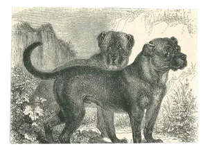 Paul Gervais, The Dogs, 1854, Lithograph