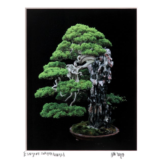 2010s Sargent Juniper, Jonathan Singer For Sale - Image 5 of 5