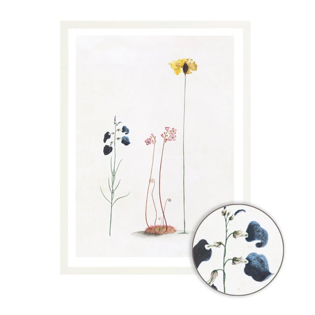 Illustration Celerie Kemble Curated Australian Botanical Set of 9 (24X30) in White Frame For Sale - Image 3 of 11