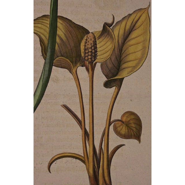Basilius BeslerFlowering Hyacinth & Calla Plants: A Besler Hand-Colored Botanical Engraving, 1713 For Sale - Image 4 of 7