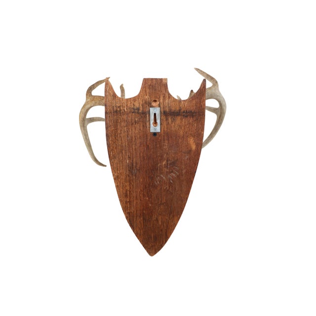 Mounted Atypical 9 Point Deer Skull - Abnormal Antlers For Sale - Image 11 of 11