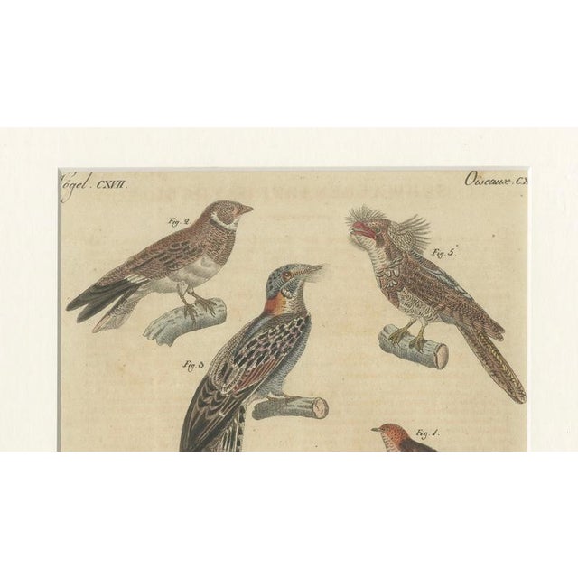 Bertuch, Bird Swallow & Nightjars, 1800, Engraving For Sale - Image 4 of 9